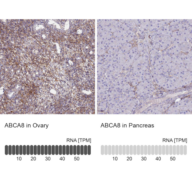 ABCA8 Antibody