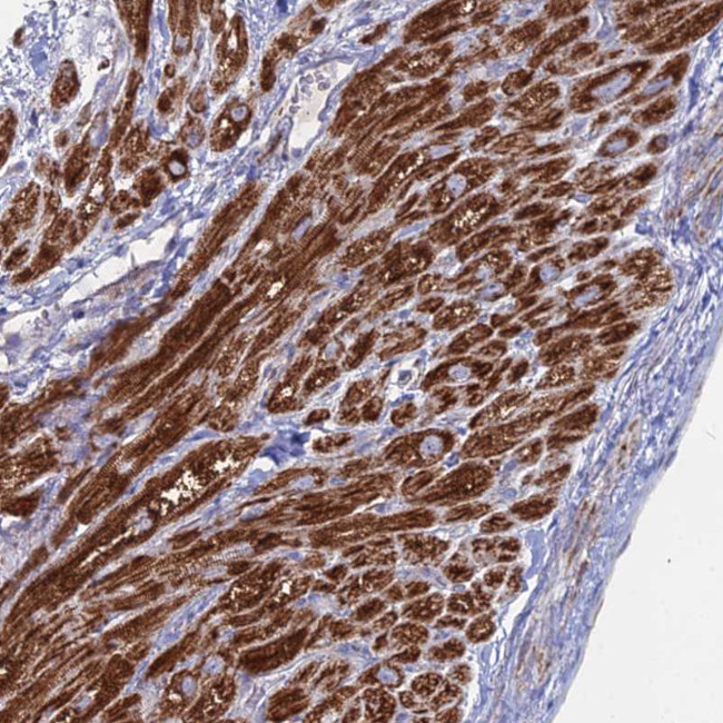 BRP44L Antibody in Immunohistochemistry (IHC)