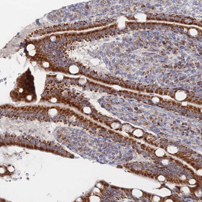 BRP44L Antibody in Immunohistochemistry (IHC)