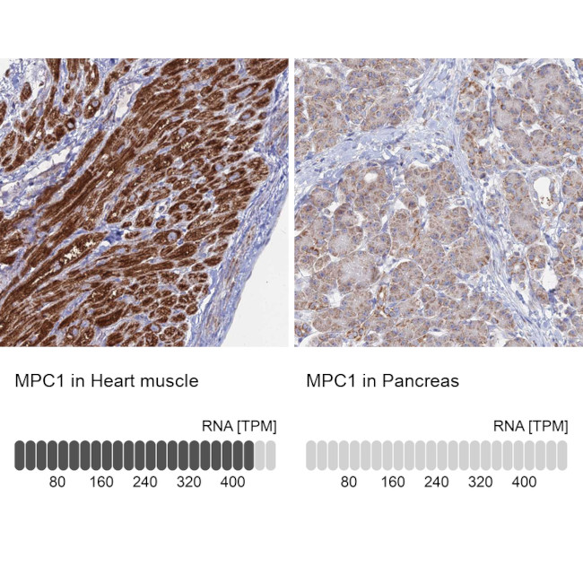 BRP44L Antibody