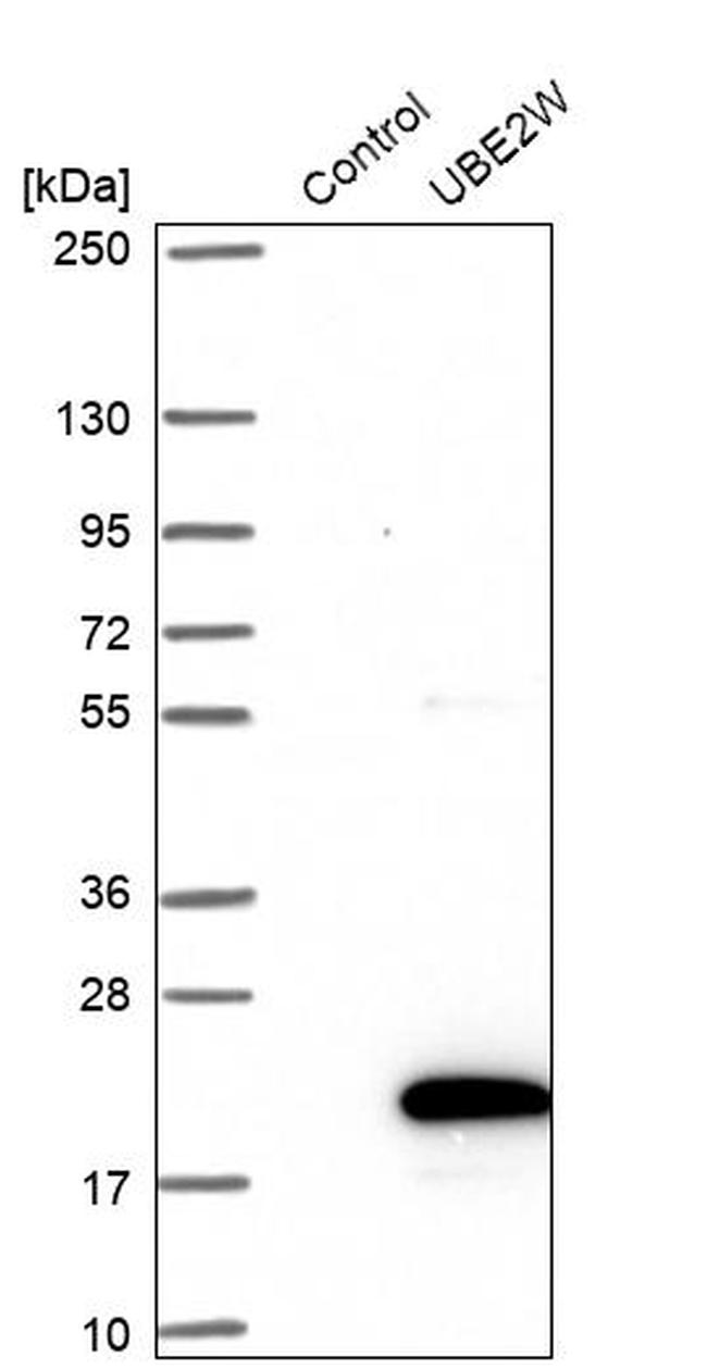 UBE2W Antibody in Western Blot (WB)