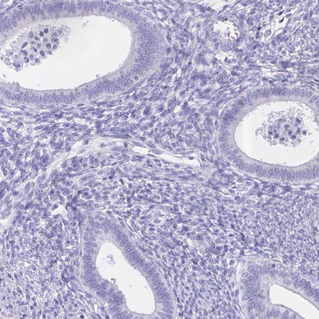 CATSPER4 Antibody in Immunohistochemistry (IHC)