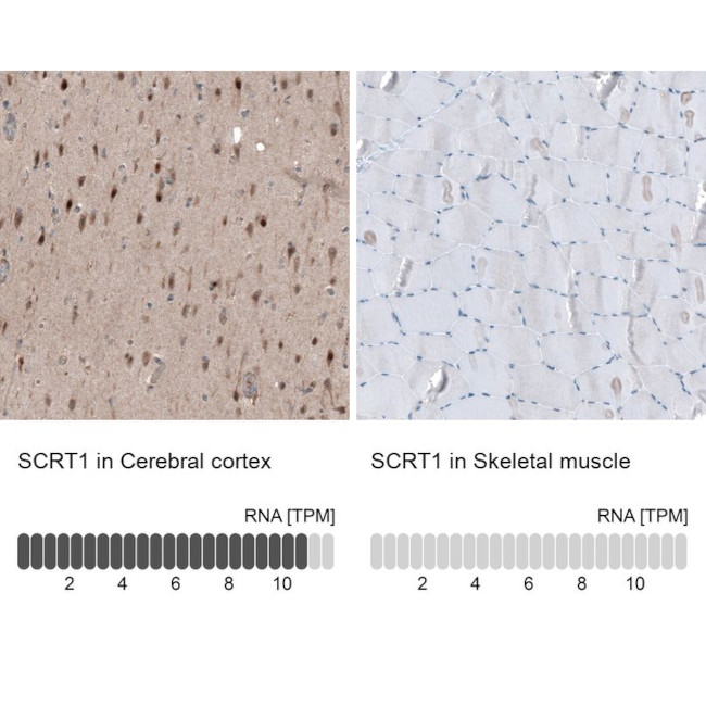 SCRT1 Antibody