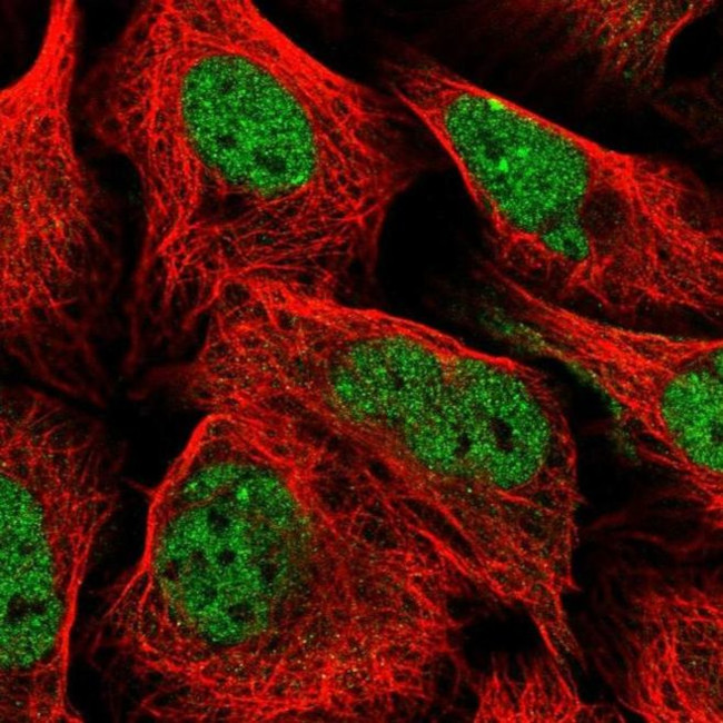 ZBED4 Antibody in Immunocytochemistry (ICC/IF)