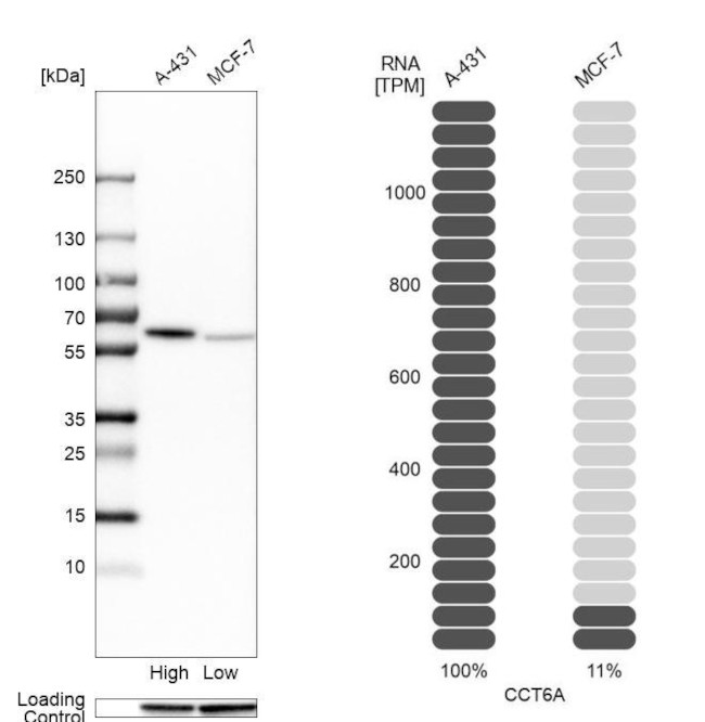 TCP-1 zeta Antibody