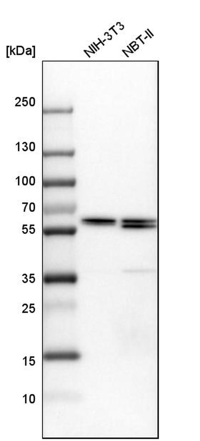 TCP-1 zeta Antibody in Western Blot (WB)
