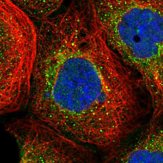 ADAMTSL2 Antibody in Immunocytochemistry (ICC/IF)