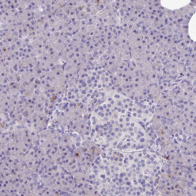 CPVL Antibody in Immunohistochemistry (IHC)