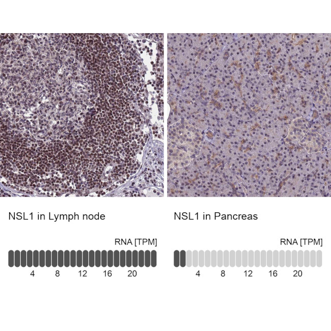 DC8 Antibody in Immunohistochemistry (IHC)