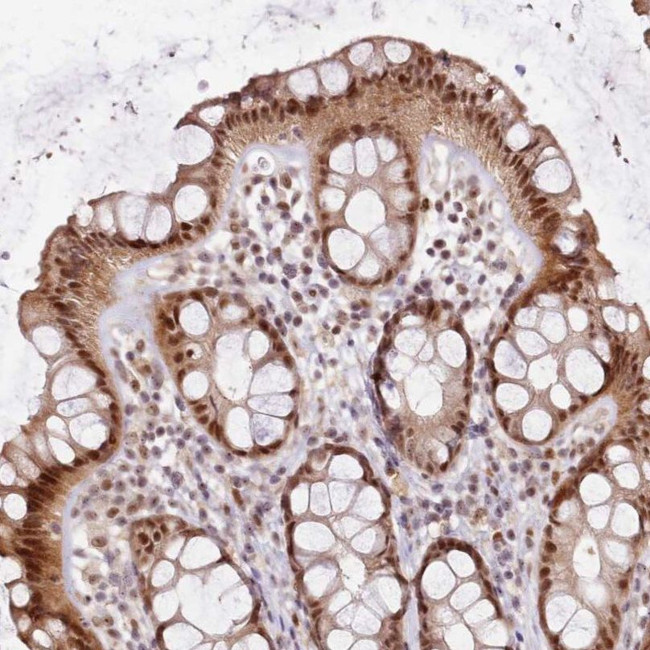 LGALSL Antibody in Immunohistochemistry (IHC)