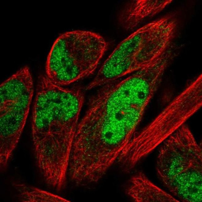 ZNF671 Antibody in Immunocytochemistry (ICC/IF)