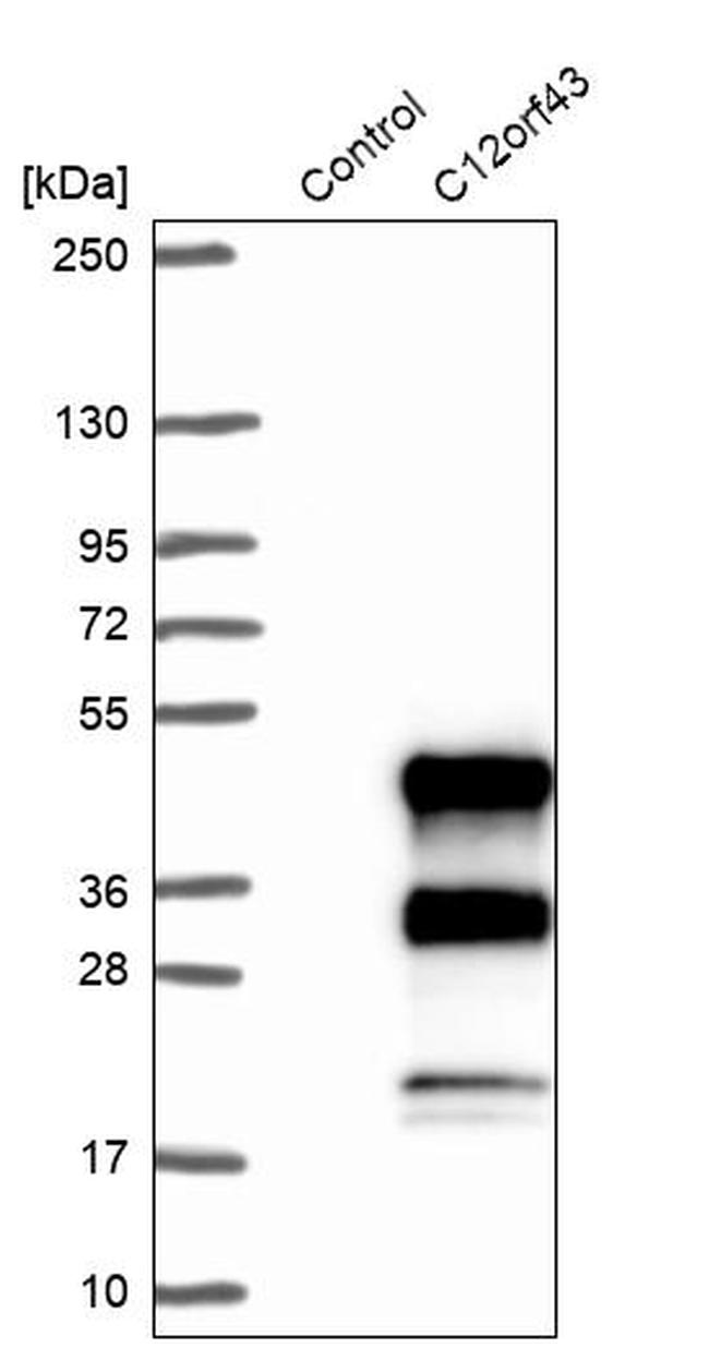 C12orf43 Antibody in Western Blot (WB)