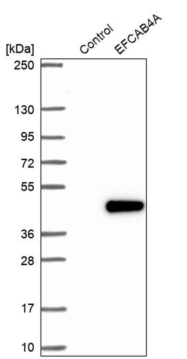 EFCAB4A Antibody in Western Blot (WB)