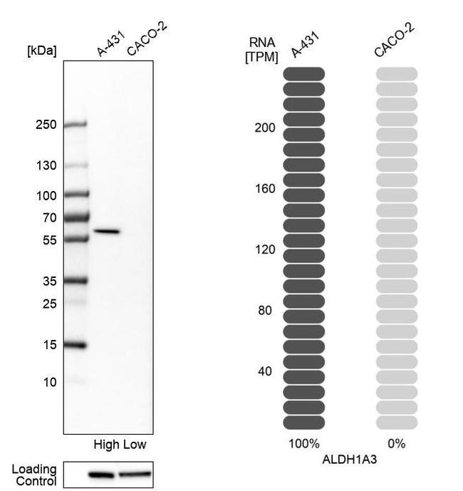 ALDH1A3 Antibody in Western Blot (WB)