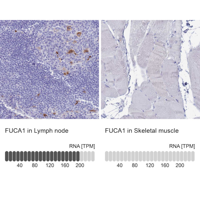 FUCA1 Antibody