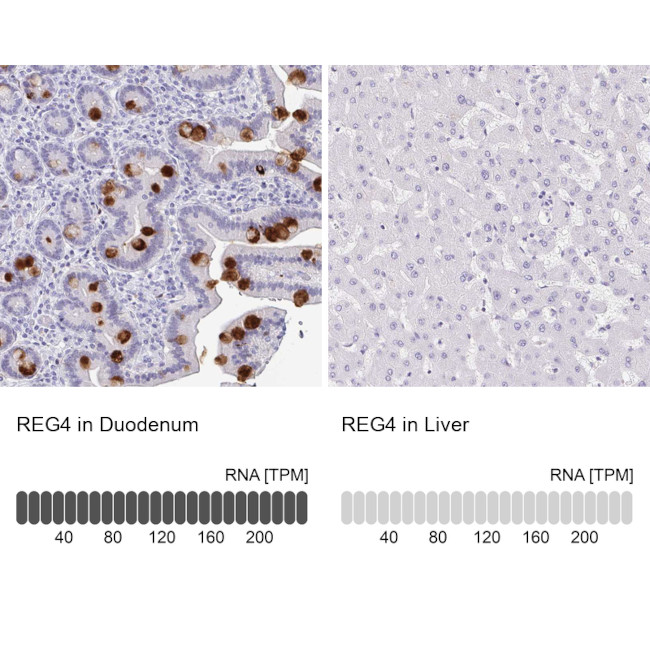 REG4 Antibody