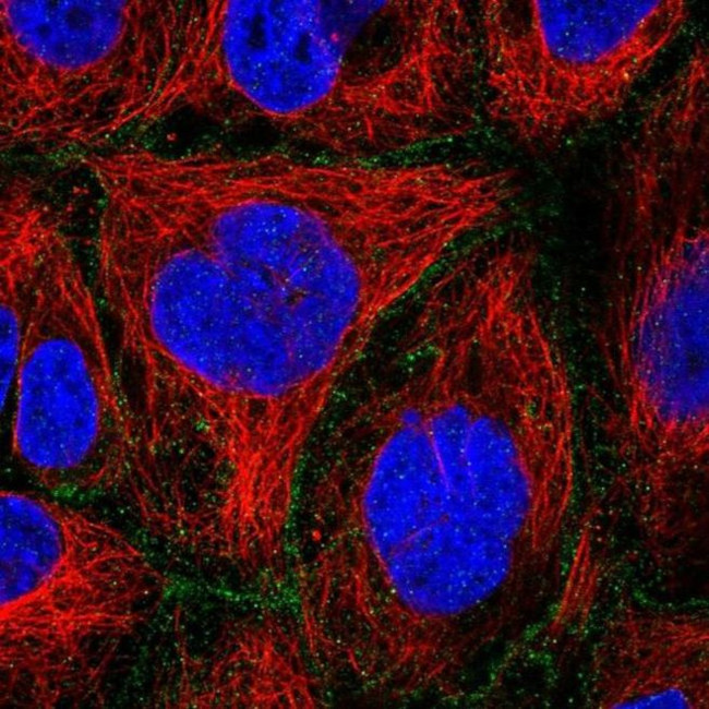 FLVCR1 Antibody in Immunocytochemistry (ICC/IF)