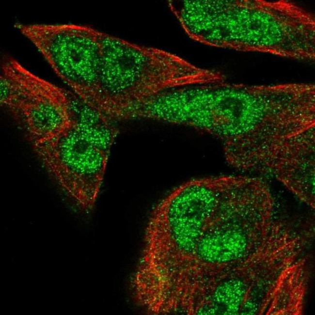 FMN1 Antibody in Immunocytochemistry (ICC/IF)