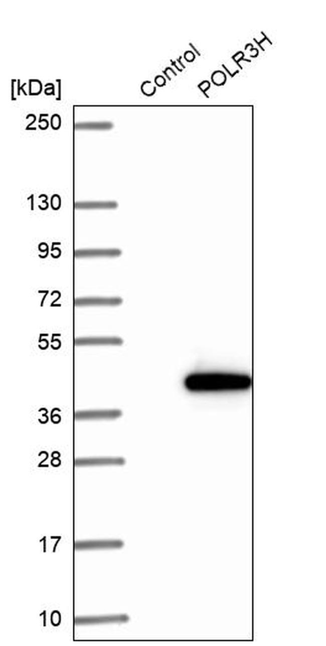 POLR3H Antibody in Western Blot (WB)