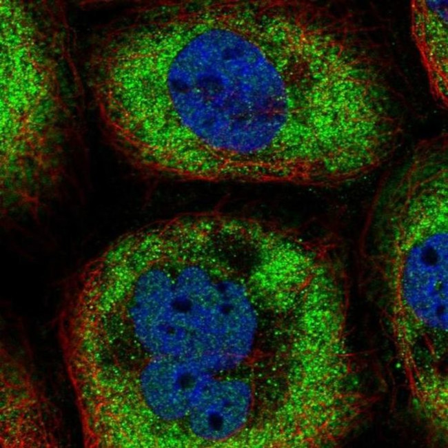 LGALS9B Antibody in Immunocytochemistry (ICC/IF)