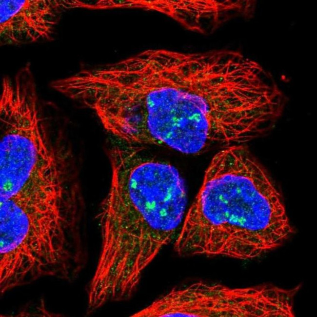 HEATR1 Antibody in Immunocytochemistry (ICC/IF)