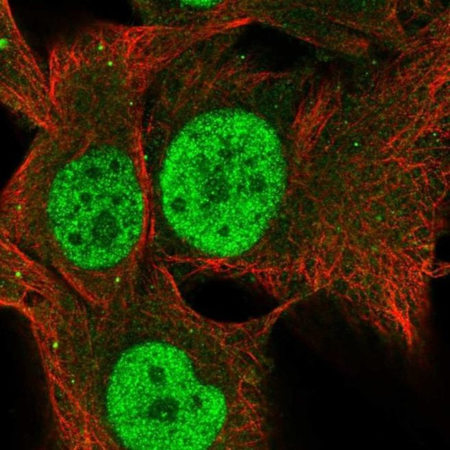 TCEANC2 Antibody in Immunocytochemistry (ICC/IF)