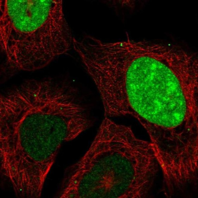 CT45A Antibody in Immunocytochemistry (ICC/IF)