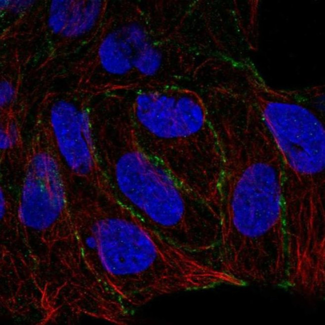 PARD6G Antibody in Immunocytochemistry (ICC/IF)