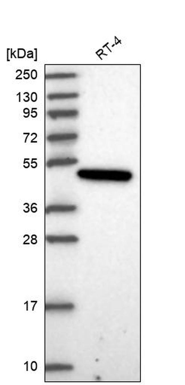 PARD6G Antibody in Western Blot (WB)