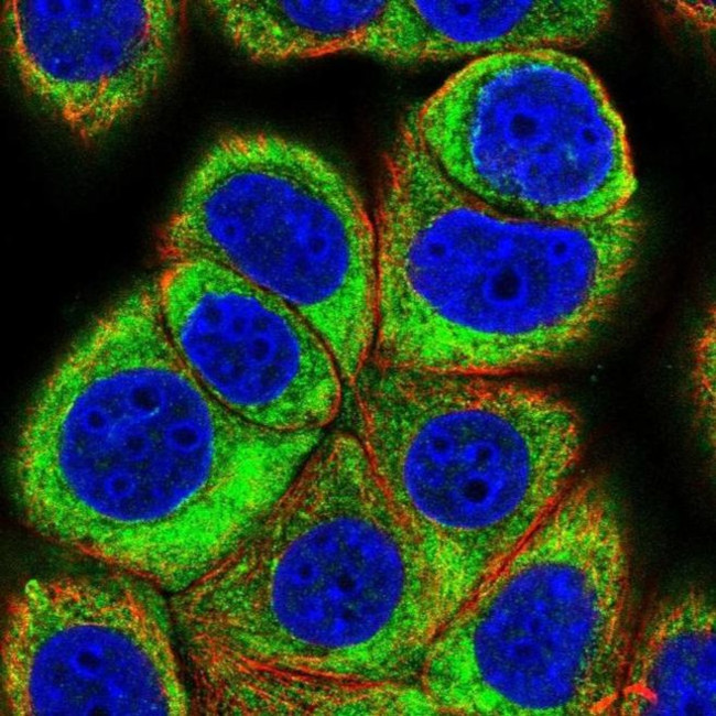 eIF3c Antibody in Immunocytochemistry (ICC/IF)