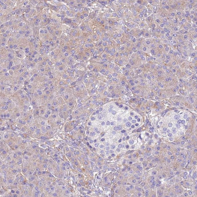 NAALADL1 Antibody in Immunohistochemistry (IHC)