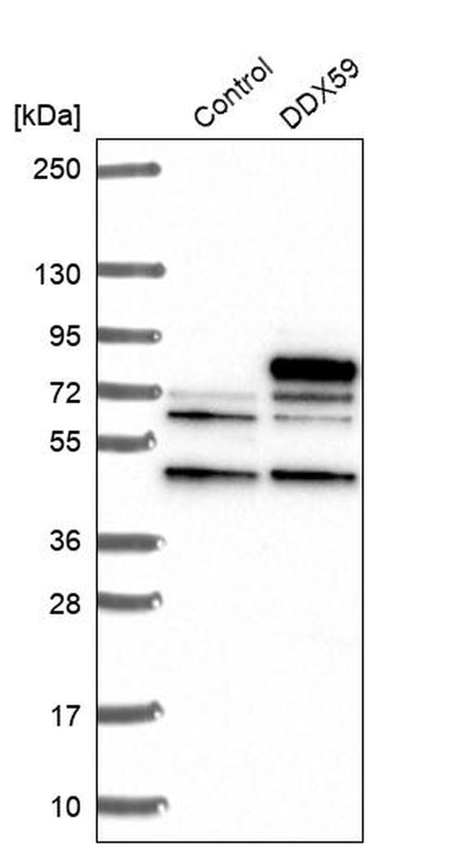 DDX59 Antibody in Western Blot (WB)