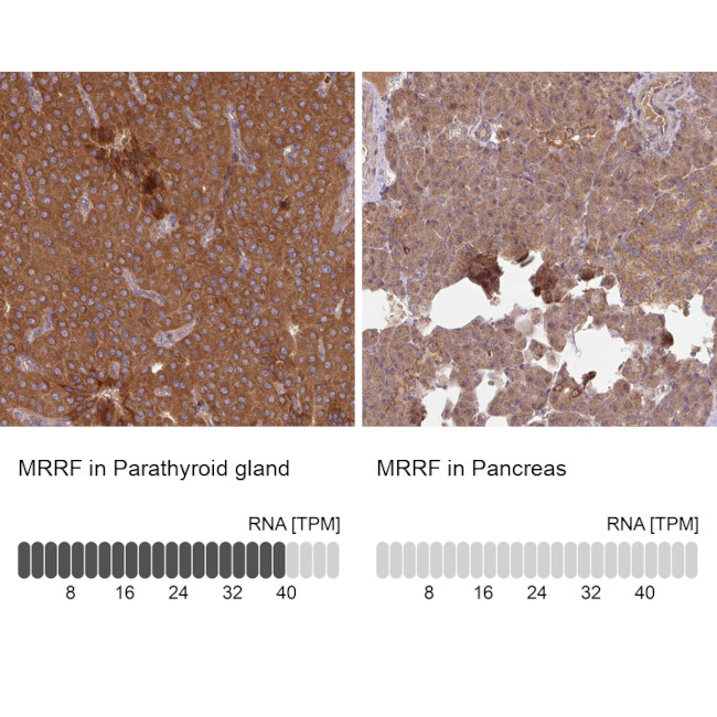 MRRF Antibody