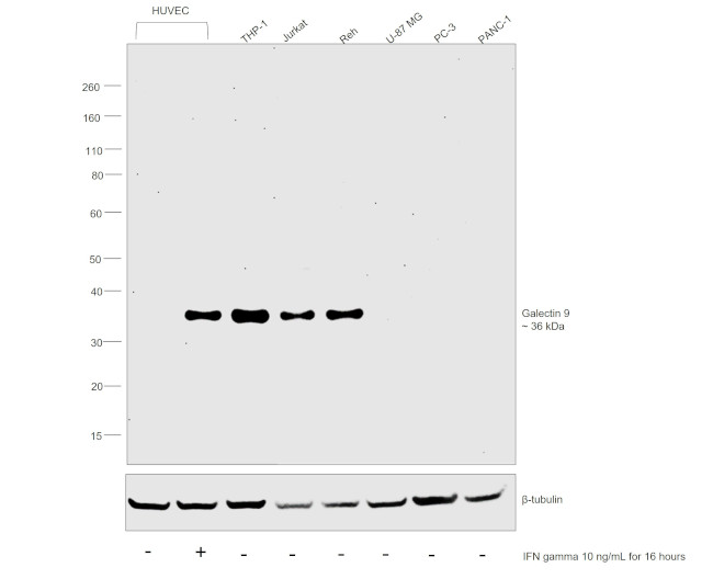 Galectin 9 Antibody