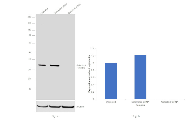 Galectin 9 Antibody in Western Blot (WB)