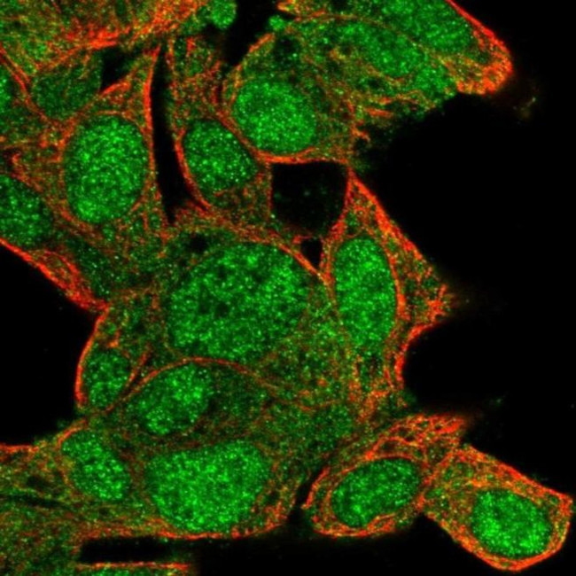 C10orf11 Antibody in Immunocytochemistry (ICC/IF)