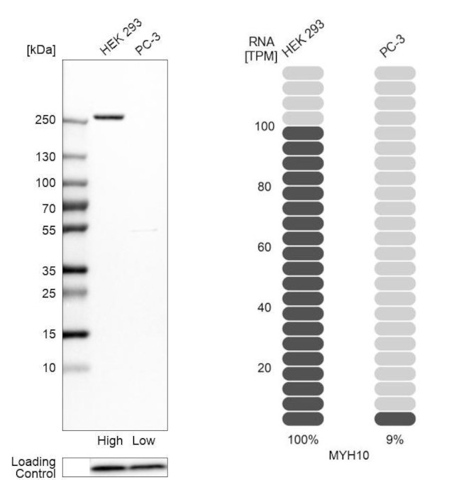 MYH10 Antibody