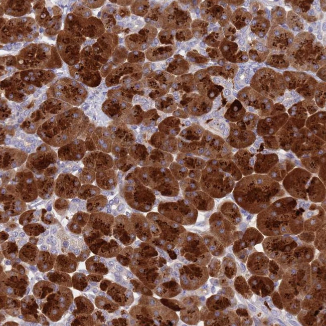 Syncollin Antibody in Immunohistochemistry (IHC)