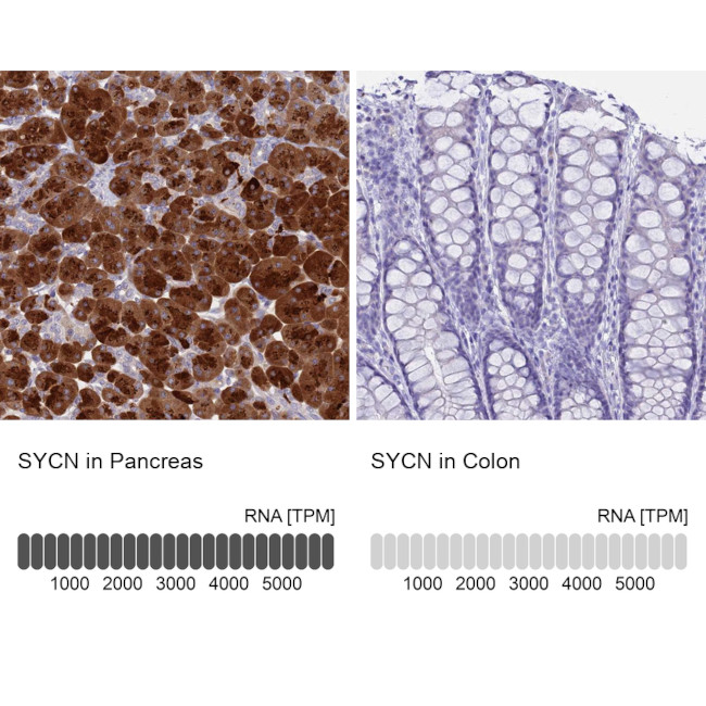 Syncollin Antibody