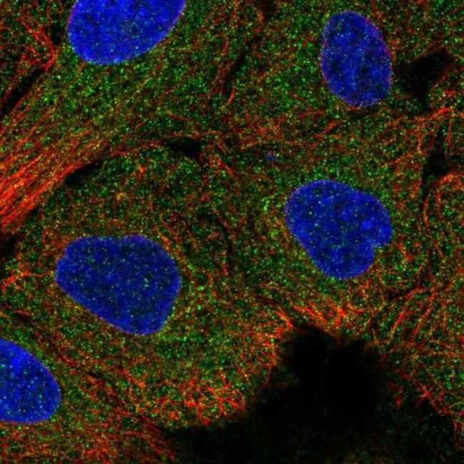 IGFL4 Antibody in Immunocytochemistry (ICC/IF)