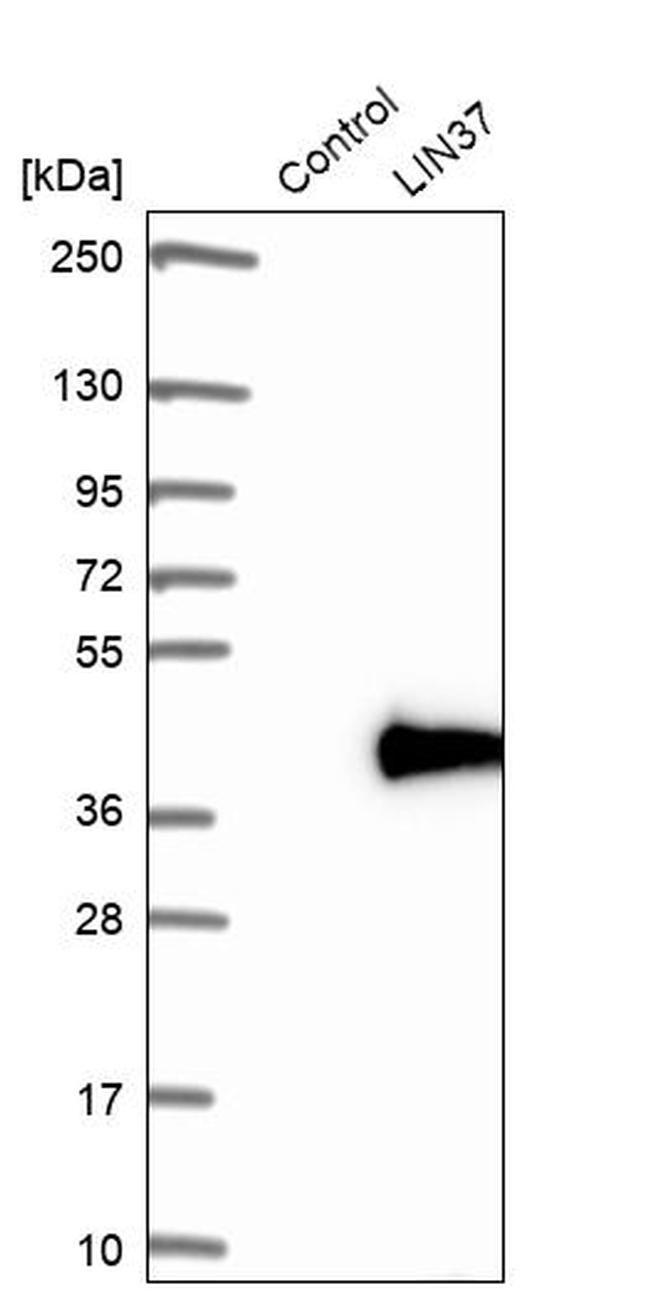 LIN37 Antibody in Western Blot (WB)