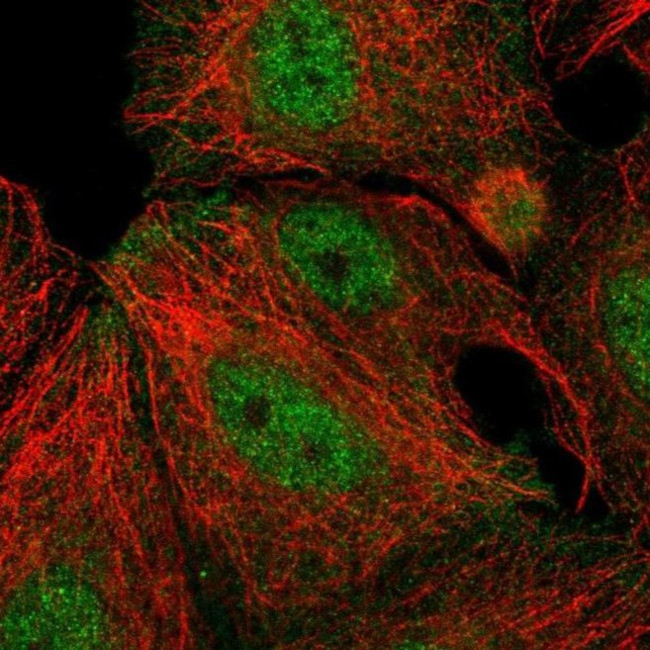 RASD1 Antibody in Immunocytochemistry (ICC/IF)