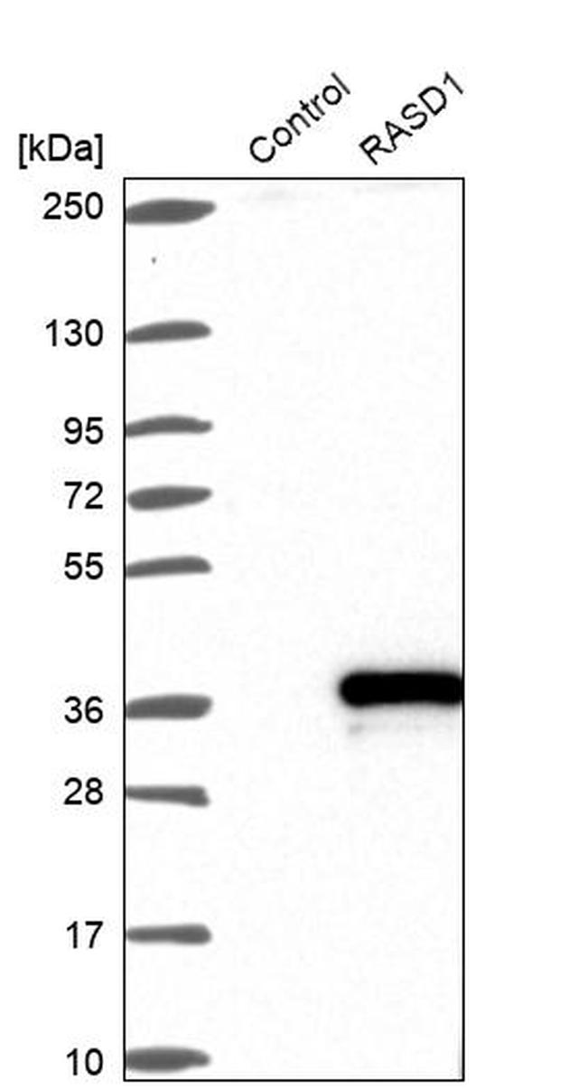 RASD1 Antibody in Western Blot (WB)