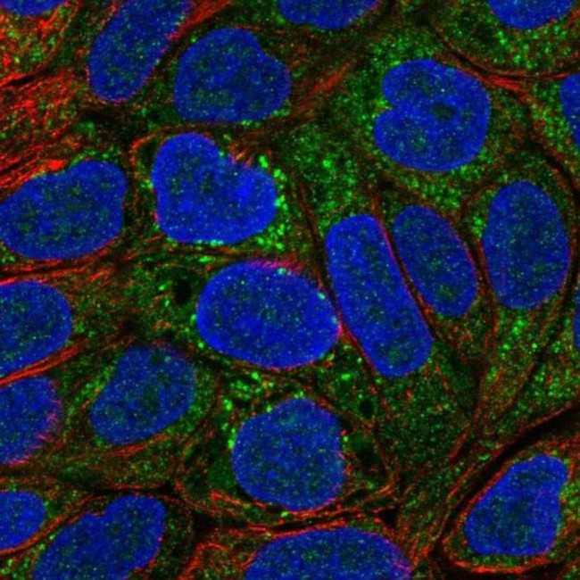 MOCOS Antibody in Immunocytochemistry (ICC/IF)