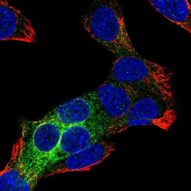 REEP6 Antibody in Immunocytochemistry (ICC/IF)