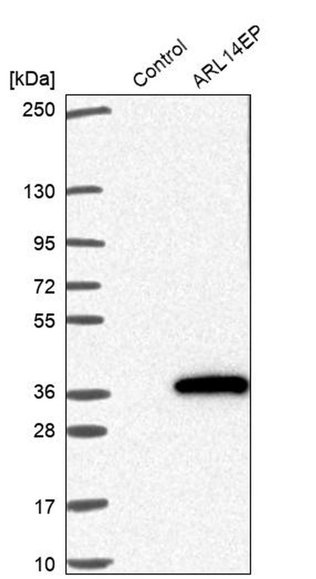 C11orf46 Antibody in Western Blot (WB)