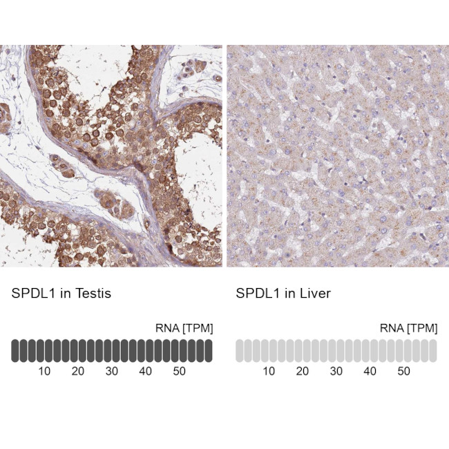 SPDL1 Antibody