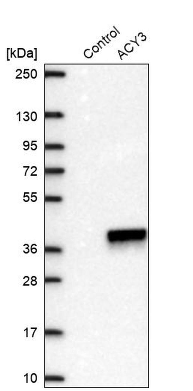 ACY3 Antibody in Western Blot (WB)