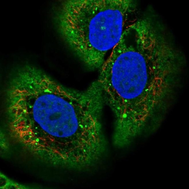 TMEM27 Antibody in Immunocytochemistry (ICC/IF)