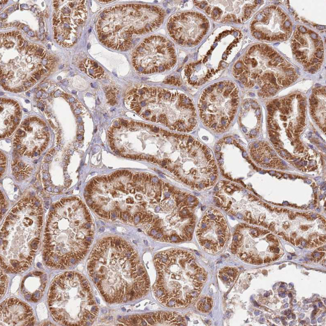 WDFY3 Antibody in Immunohistochemistry (IHC)